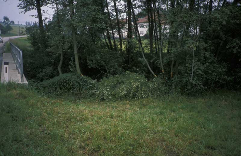 965.jpg