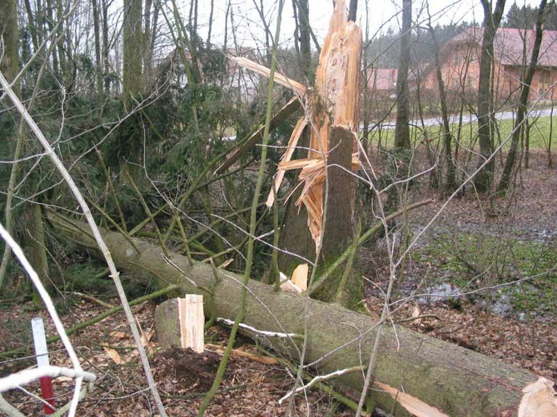 Baum.jpg