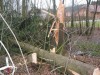 Baum.jpg