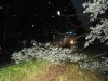 100-0037_IMG.jpg